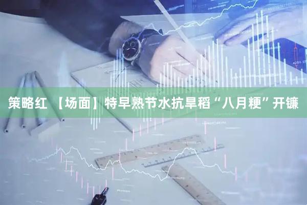 策略红 【场面】特早熟节水抗旱稻“八月粳”开镰